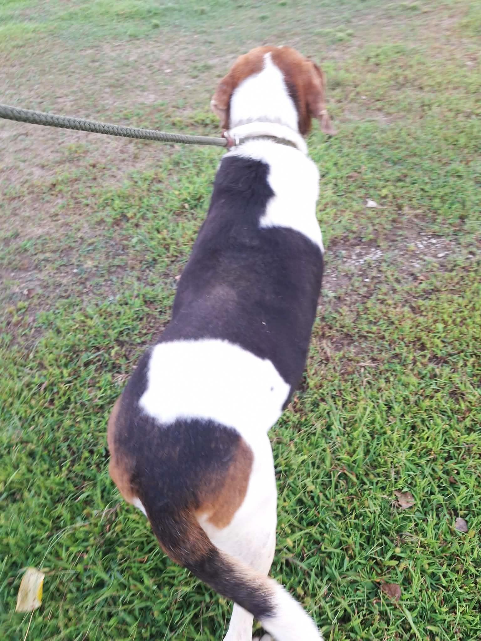 Enlarge Roman - Super Mellow, a Adoptable Treeing Walker Coonhound in North Bay, ON image 5/5