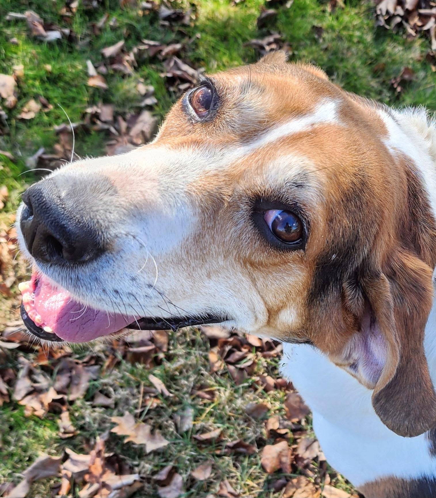 Roman - Medical Needs, a ADOPTABLE Treeing Walker Coonhound in North Bay, ON image 1/5