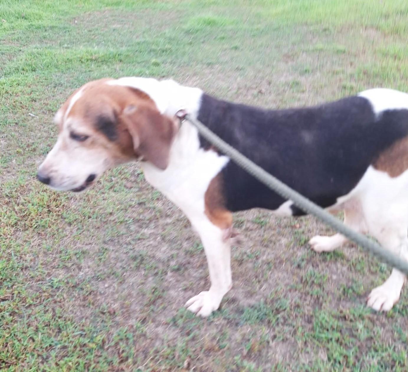 Enlarge Roman - Super Mellow, a Adoptable Treeing Walker Coonhound in North Bay, ON image 3/5