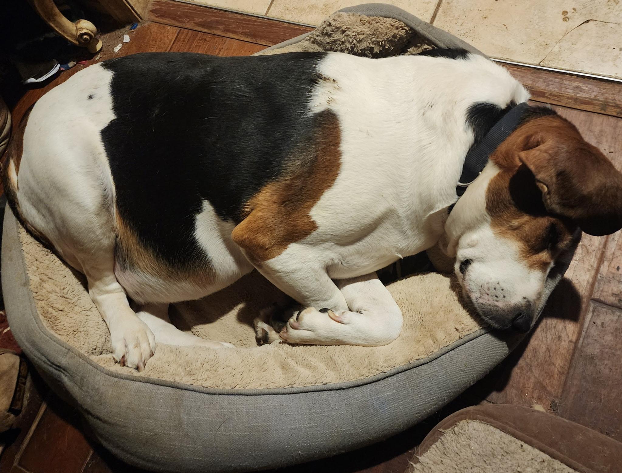 Roman - Medical Needs, a ADOPTABLE Treeing Walker Coonhound in North Bay, ON image 4/5