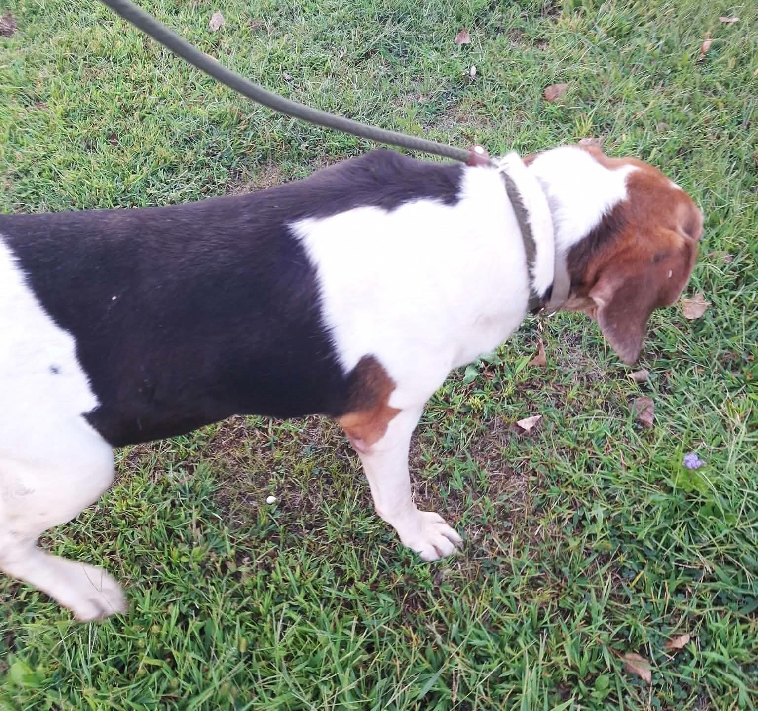 Enlarge Roman - Super Mellow, a Adoptable Treeing Walker Coonhound in North Bay, ON image 4/5