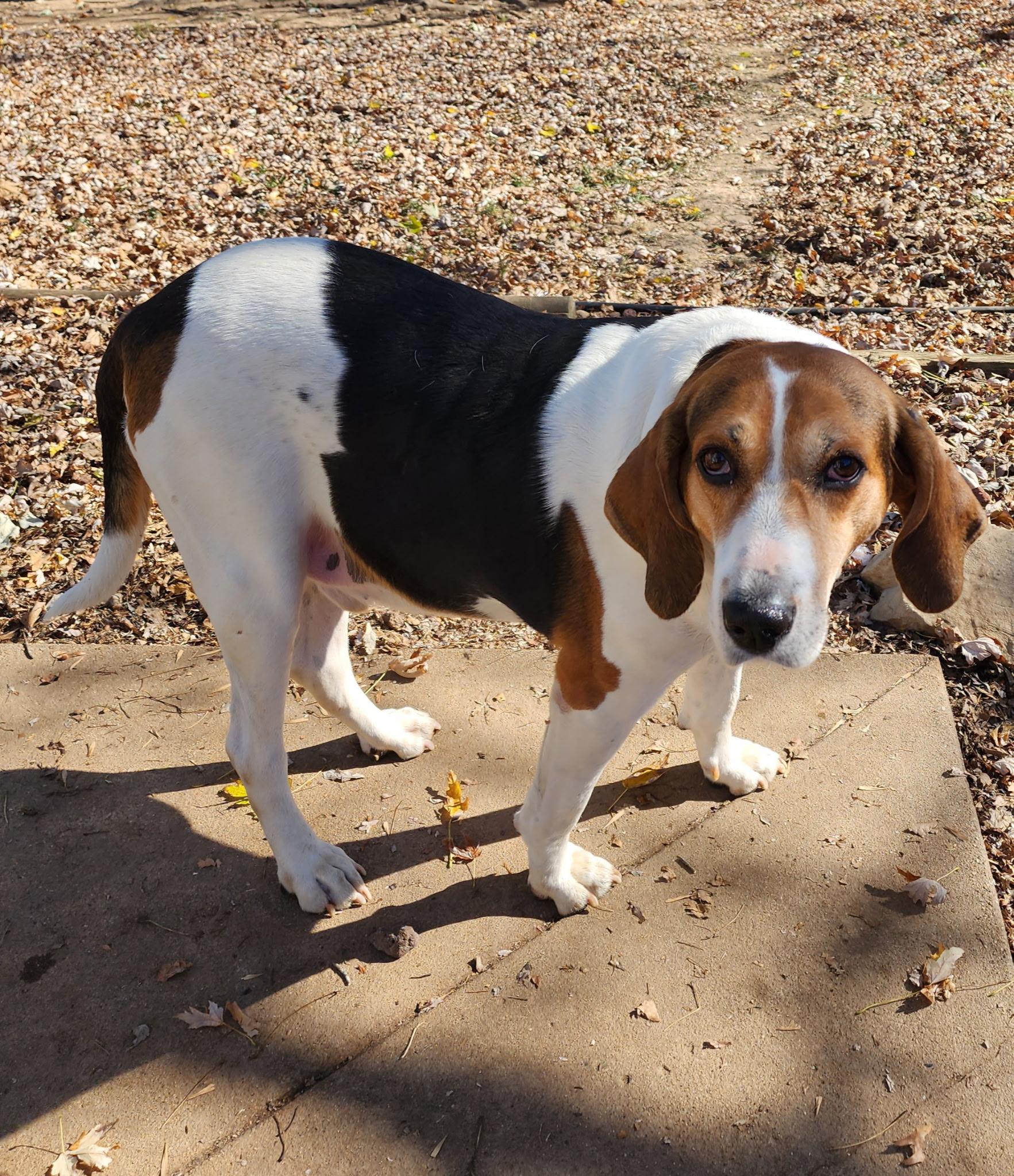 Roman - Medical Needs, a ADOPTABLE Treeing Walker Coonhound in North Bay, ON image 2/5