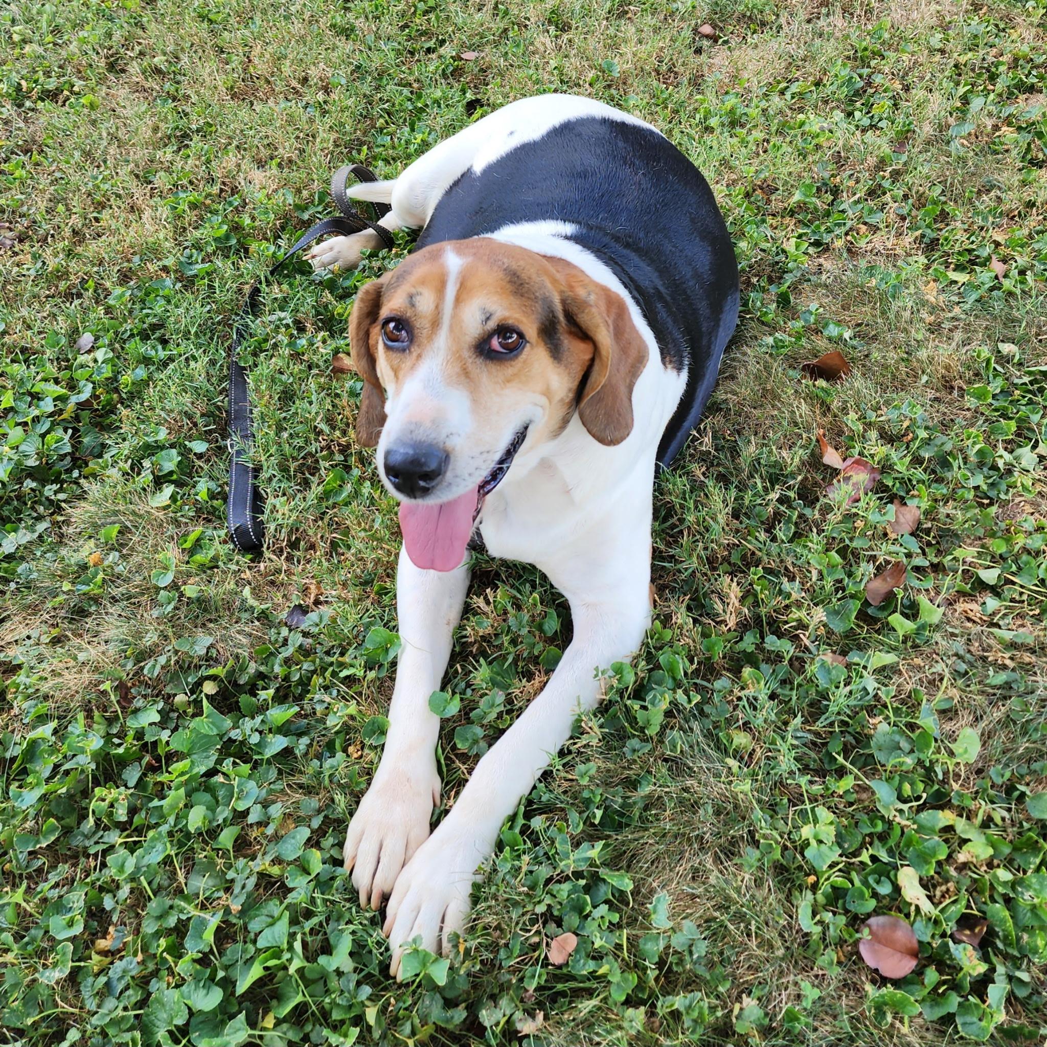 Roman - Medical Needs, a ADOPTABLE Treeing Walker Coonhound in North Bay, ON image 5/5