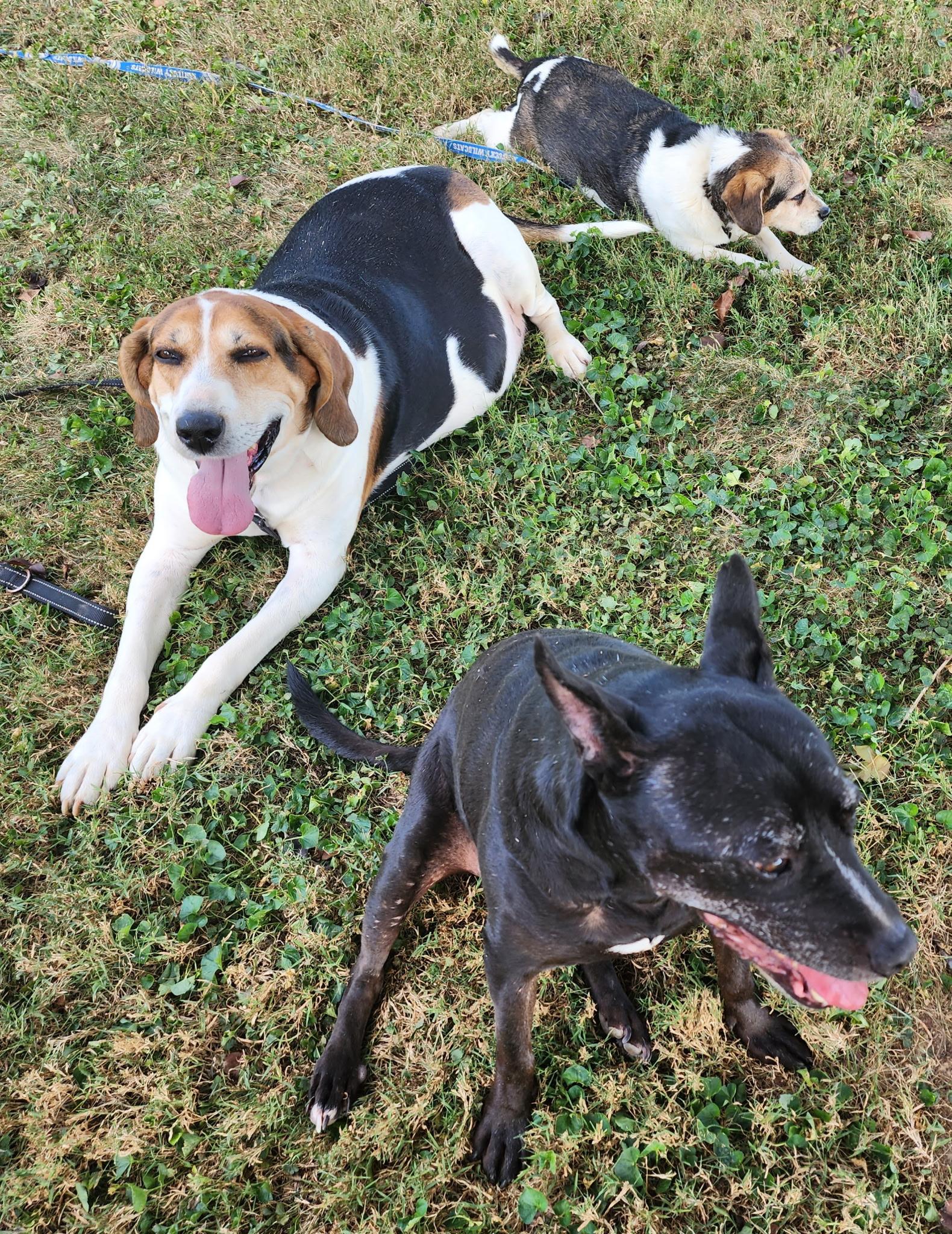 Roman - Medical Needs, a ADOPTABLE Treeing Walker Coonhound in North Bay, ON image 3/5