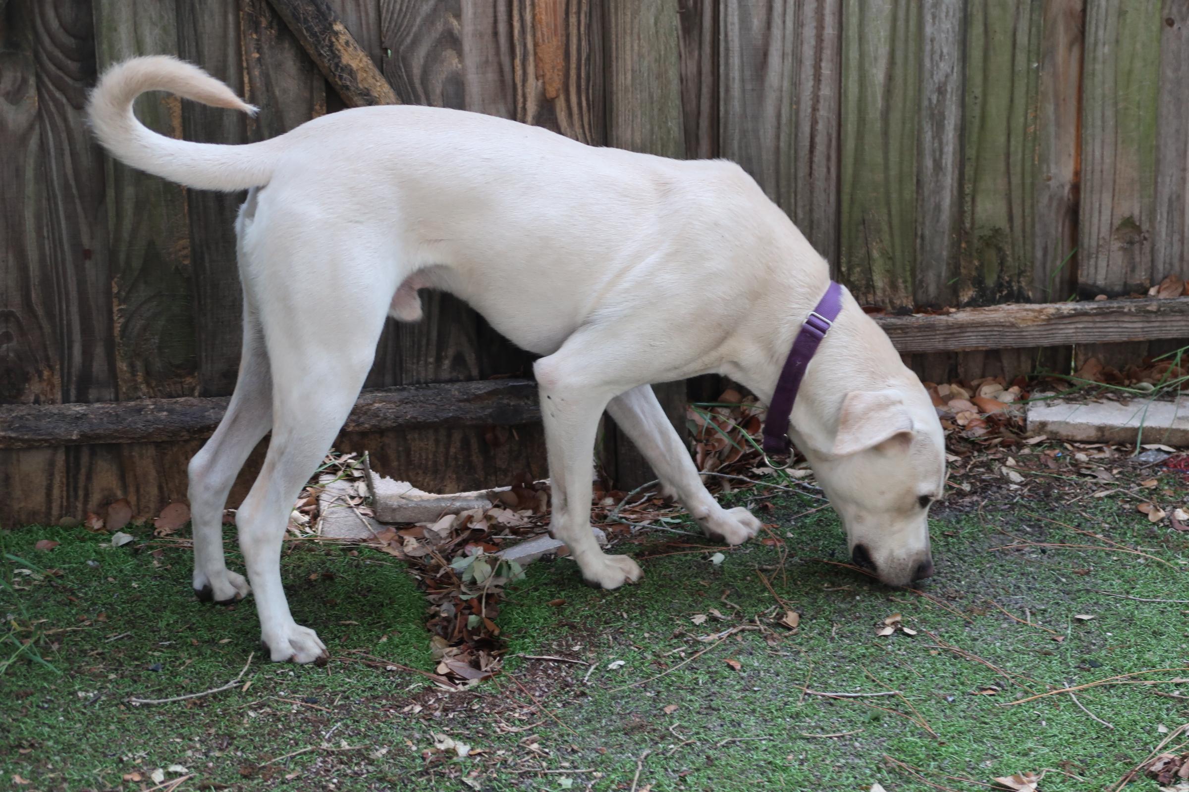 Blake! GREAT Family Dog!