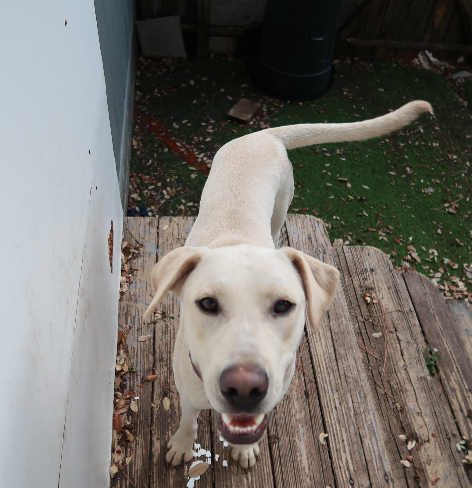 Blake! GREAT Family Dog!