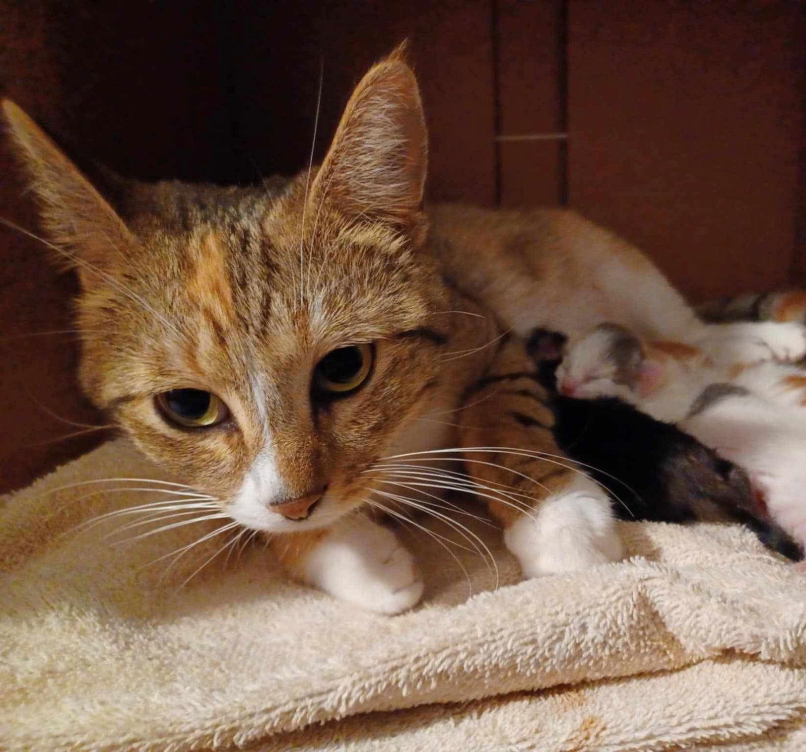 Taika, Adopted, Adult Female American Shorthair.