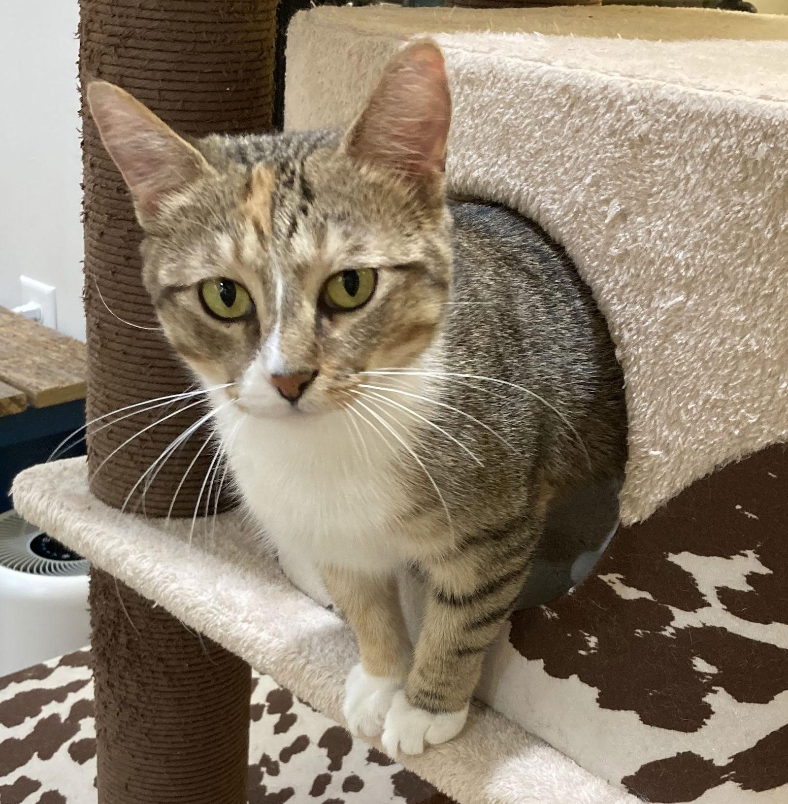 Taika, a Adopted American Shorthair in Dripping Springs, TX image 2/3