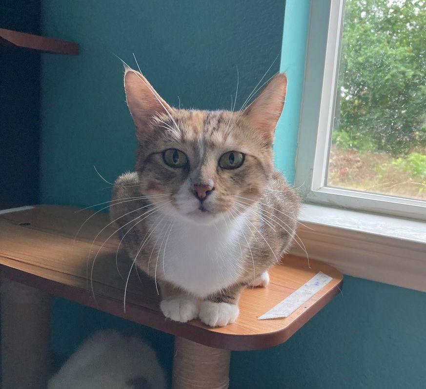 Taika, a Adopted American Shorthair in Dripping Springs, TX image 3/3