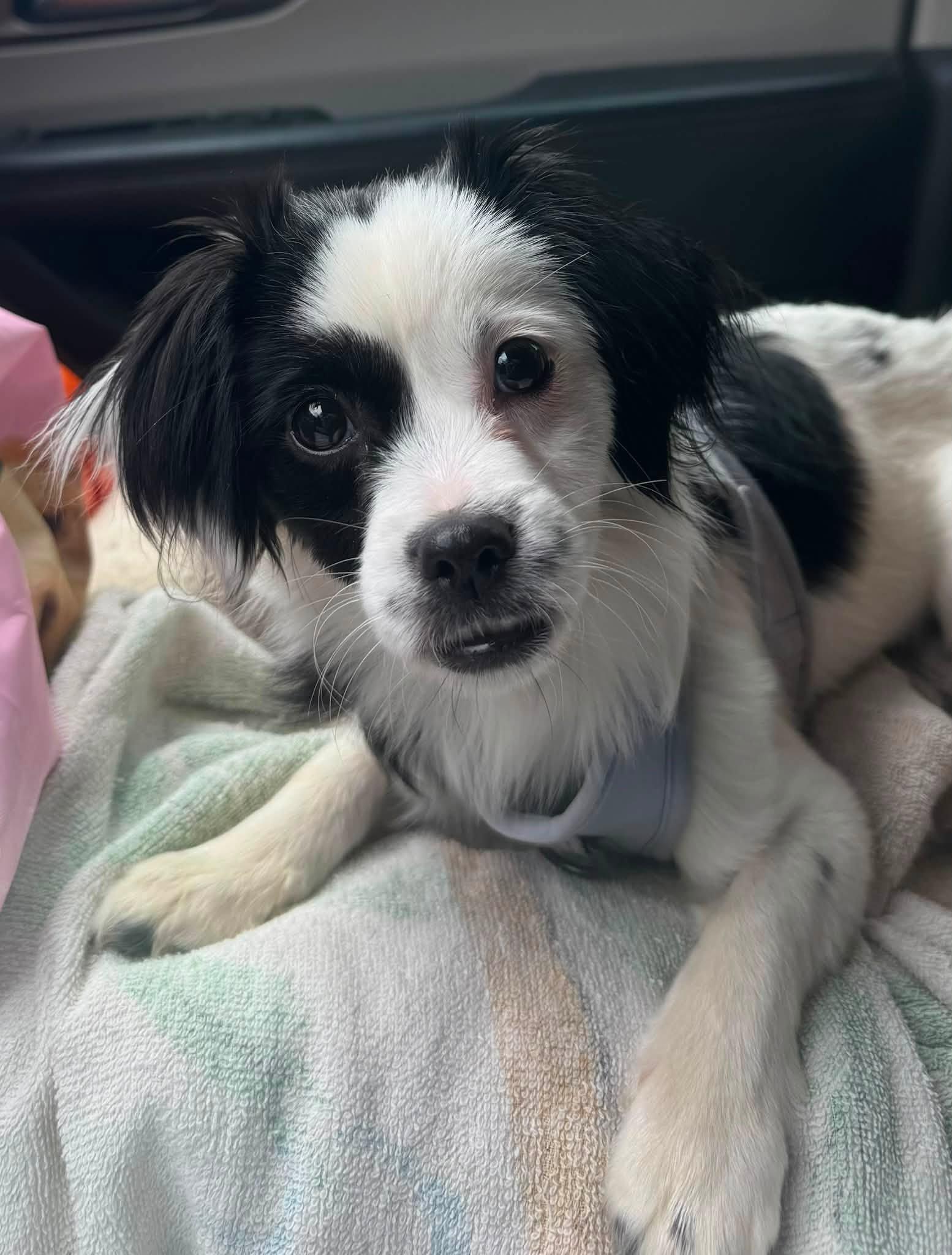 Millie, ADOPTABLE, Puppy Female Chihuahua.