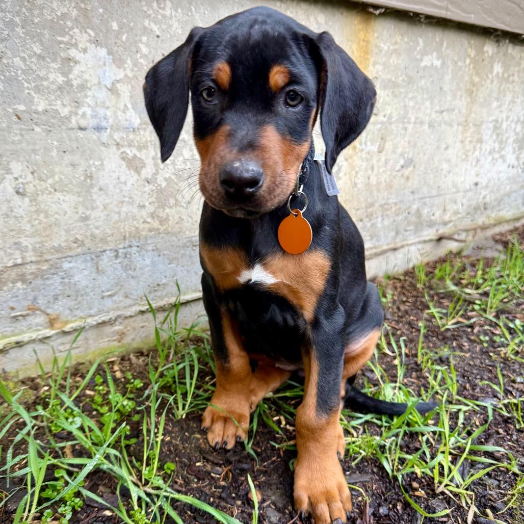 Enlarge McKenzie, a Adoptable mixed breed in Washougal, WA image 2/6