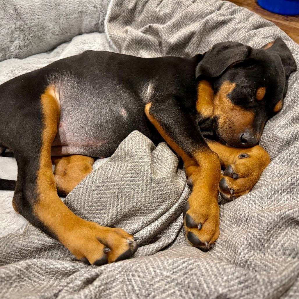 Enlarge McKenzie, a Adoptable mixed breed in Washougal, WA image 3/6