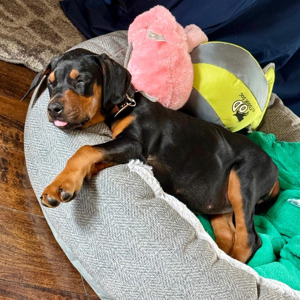 Enlarge McKenzie, a Adoptable mixed breed in Washougal, WA image 4/6