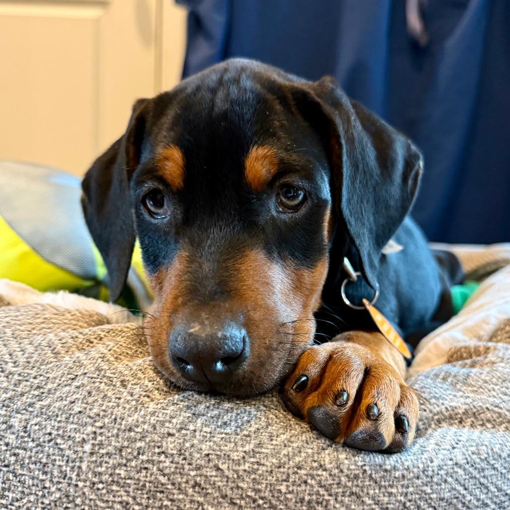 Enlarge McKenzie, a Adoptable mixed breed in Washougal, WA image 5/6