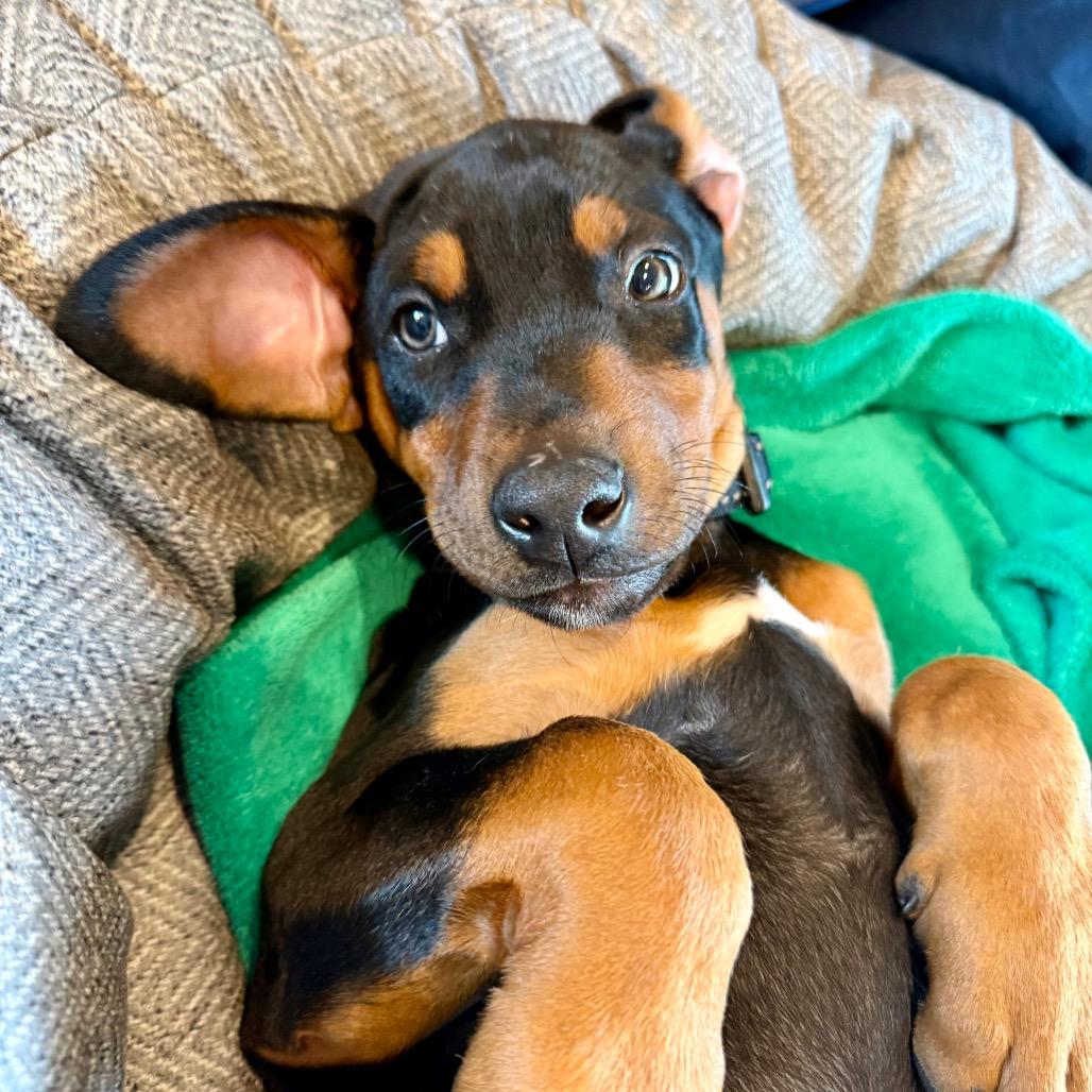 Enlarge McKenzie, a Adoptable mixed breed in Washougal, WA image 6/6