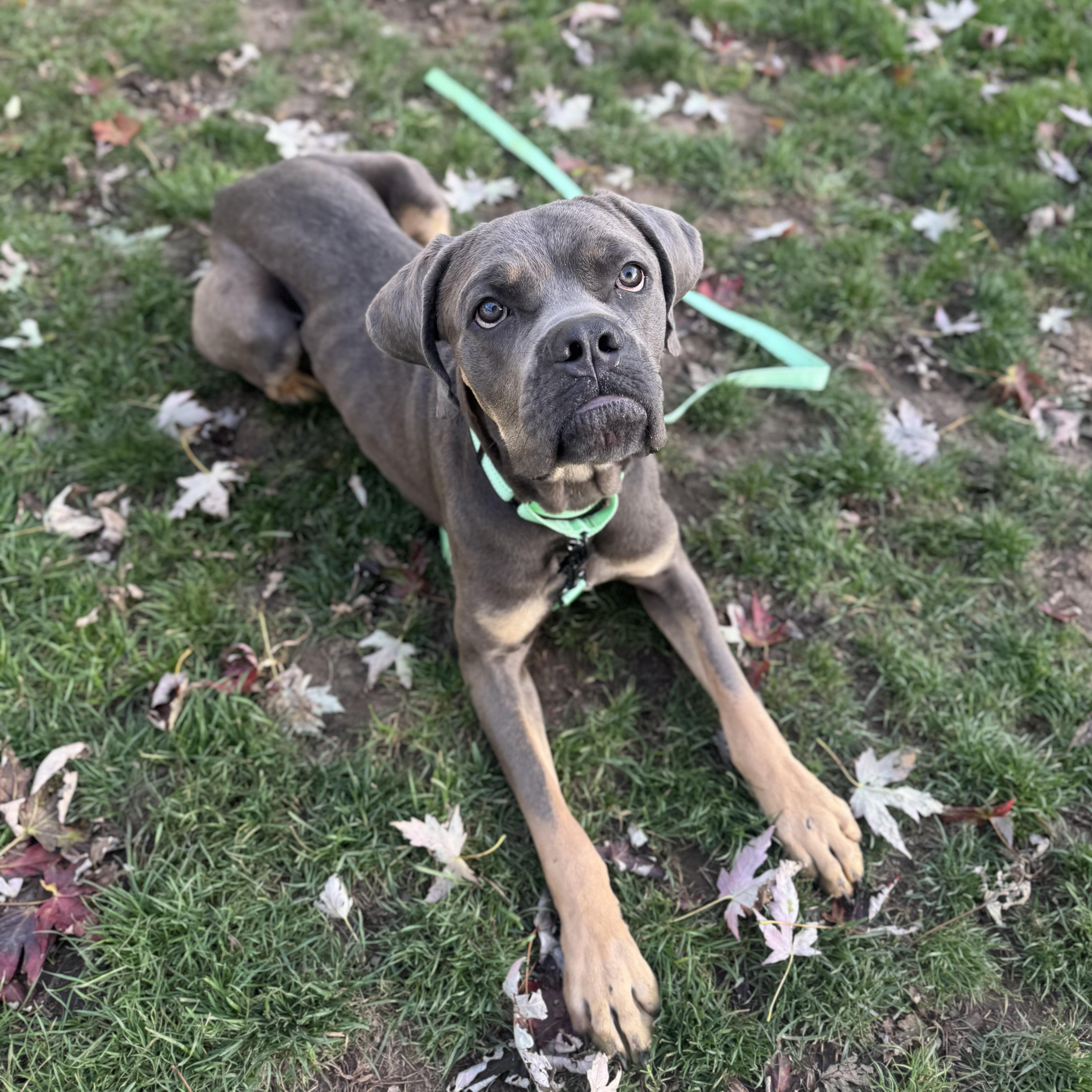 Enlarge Harlan, a Adopted Cane Corso in China Township, MI image 2/6