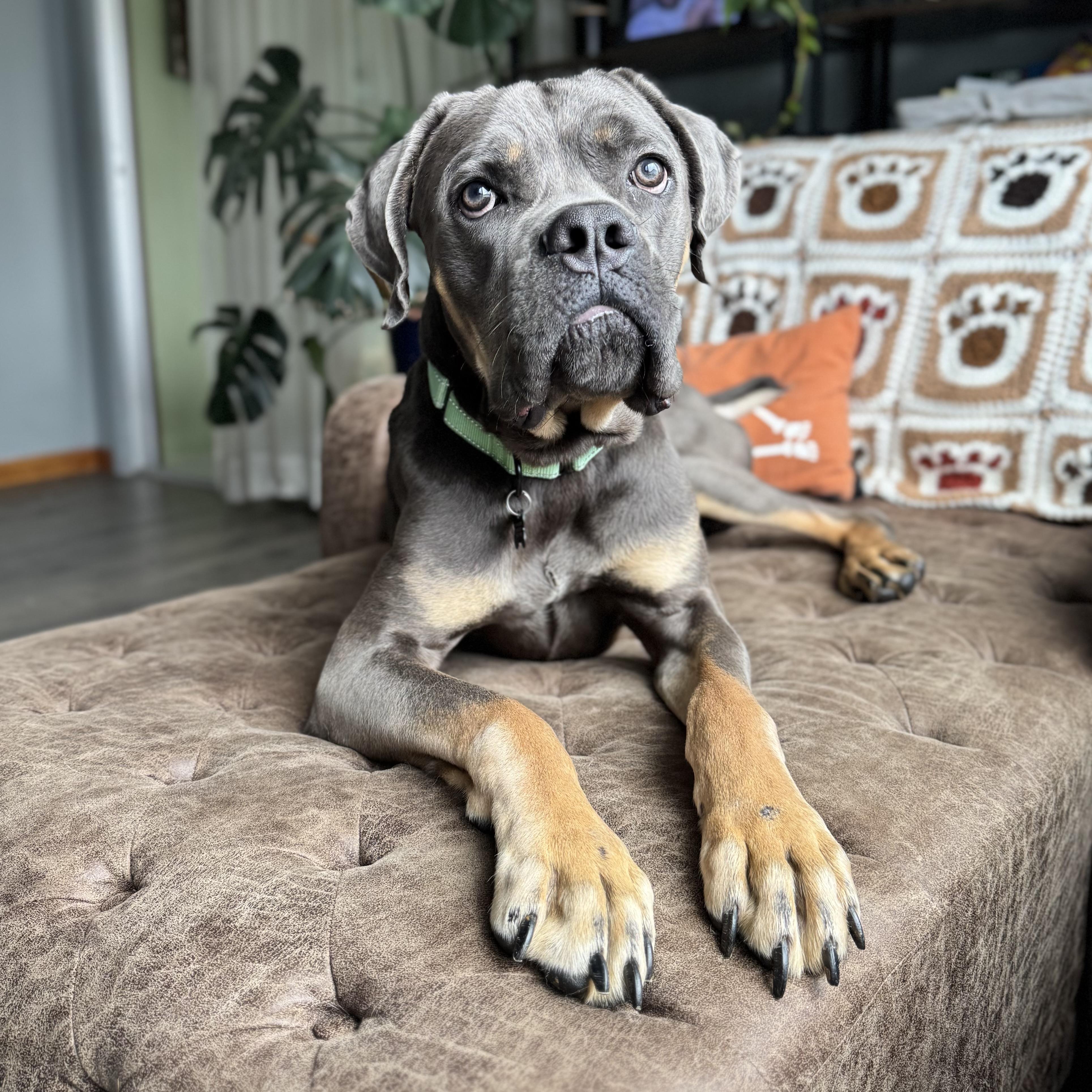 Harlan, Adopted, Adult Male Cane Corso.