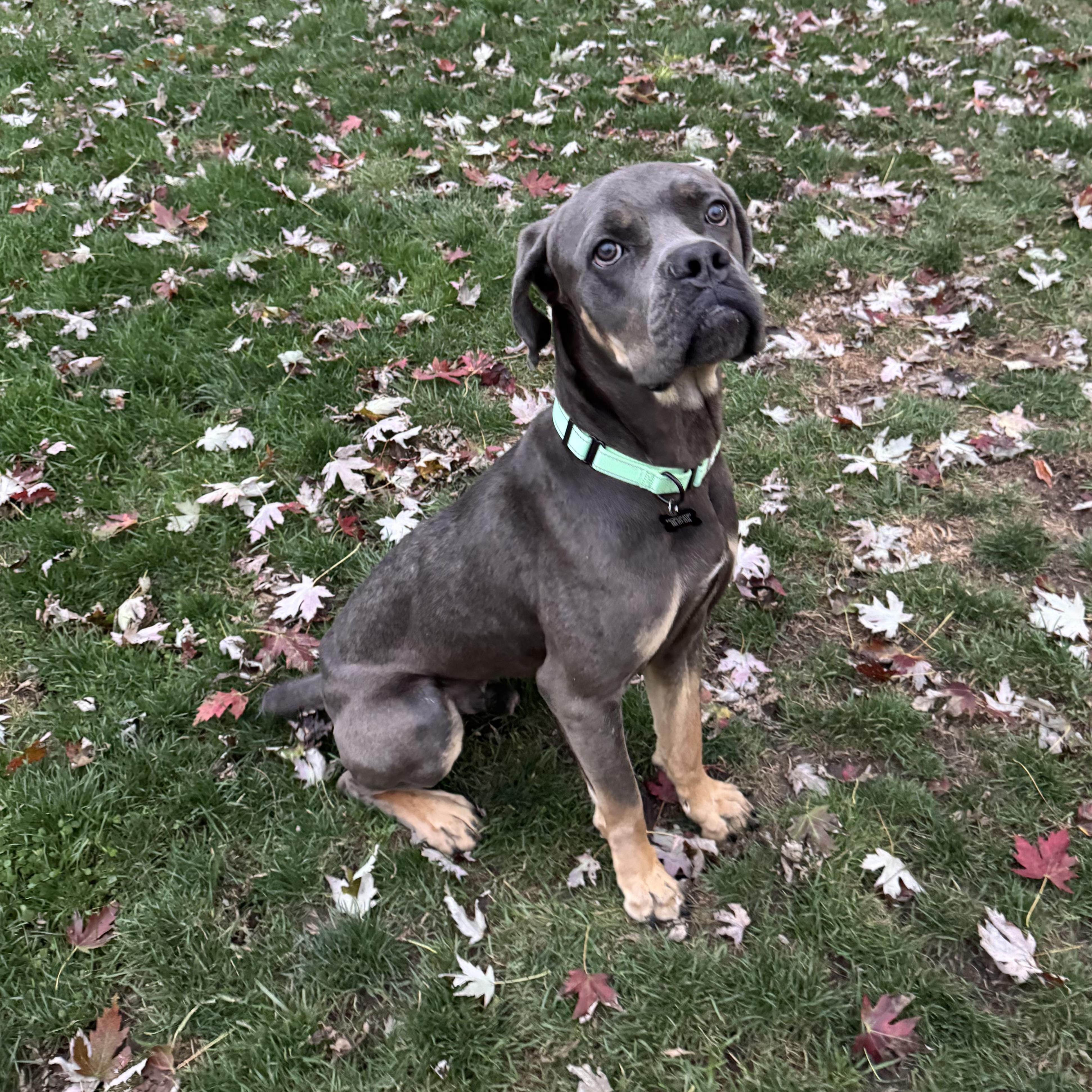 Enlarge Harlan, a Adopted Cane Corso in China Township, MI image 4/6