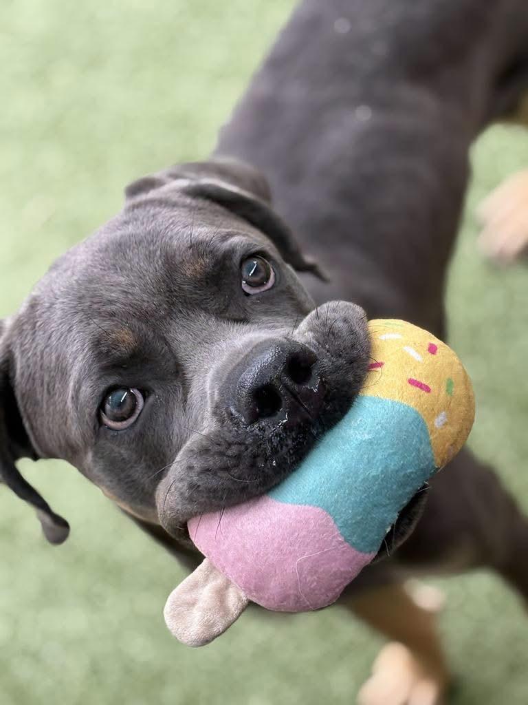Enlarge Harlan, a Adopted Cane Corso in China Township, MI image 3/6