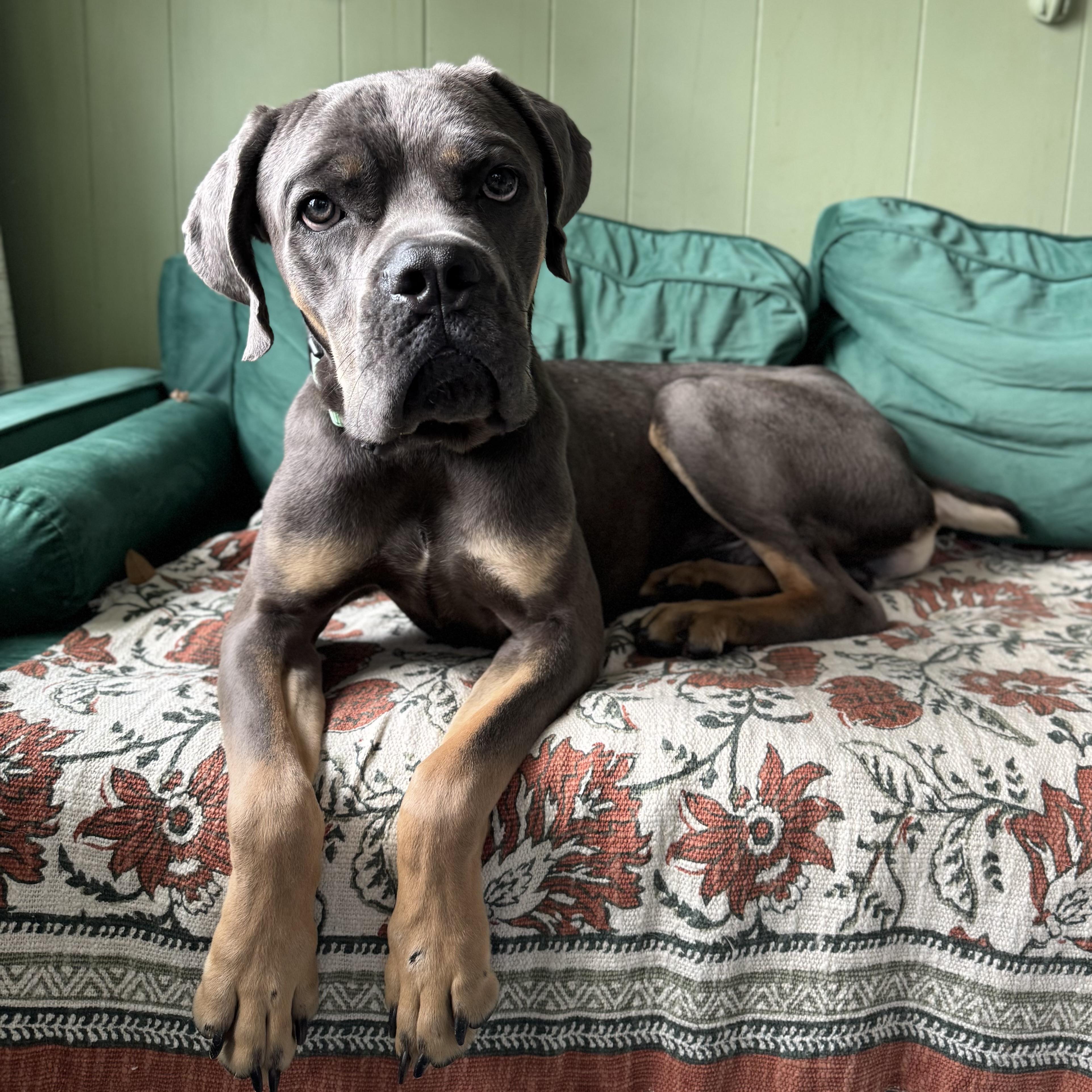 Enlarge Harlan, a Adopted Cane Corso in China Township, MI image 5/6