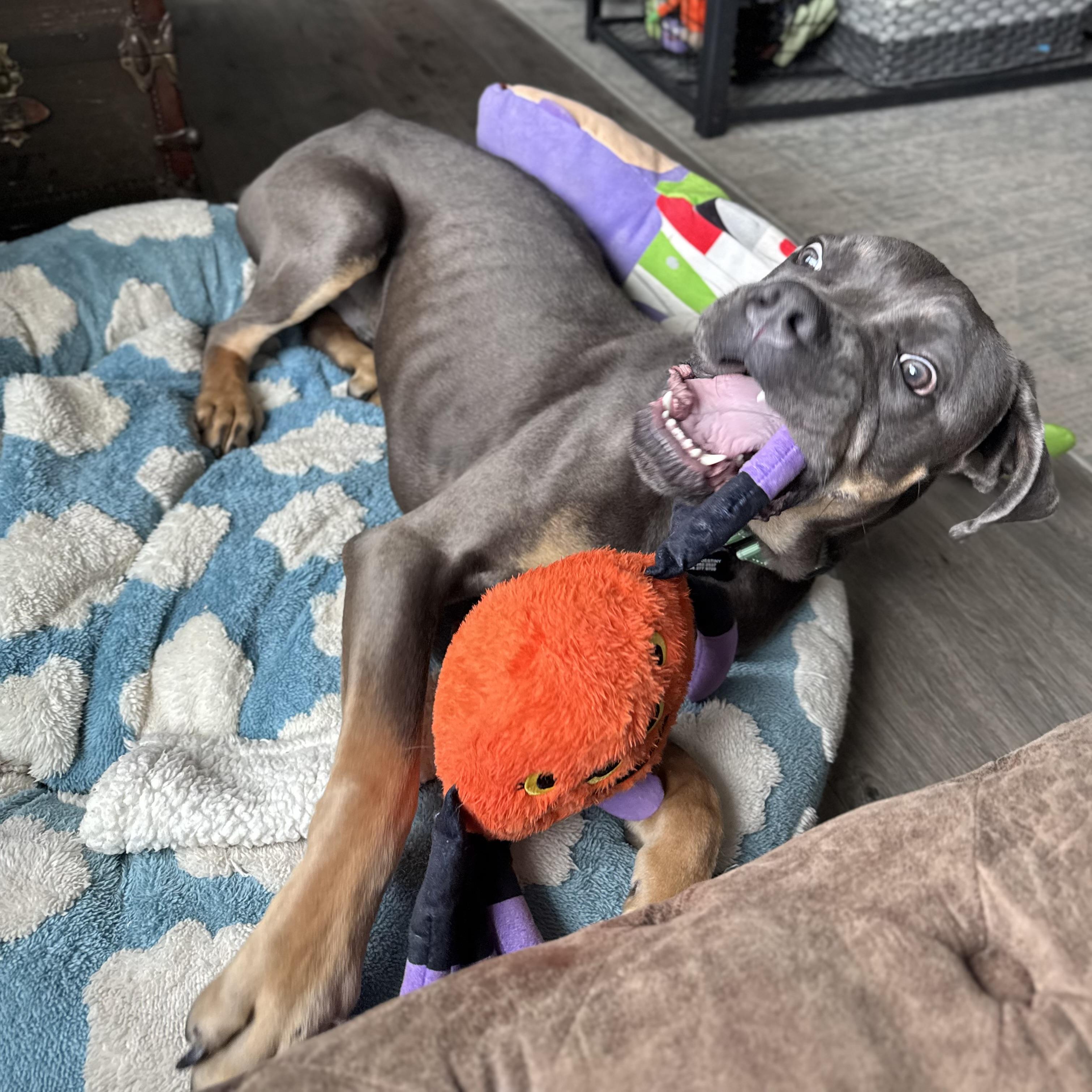 Enlarge Harlan, a Adopted Cane Corso in China Township, MI image 6/6