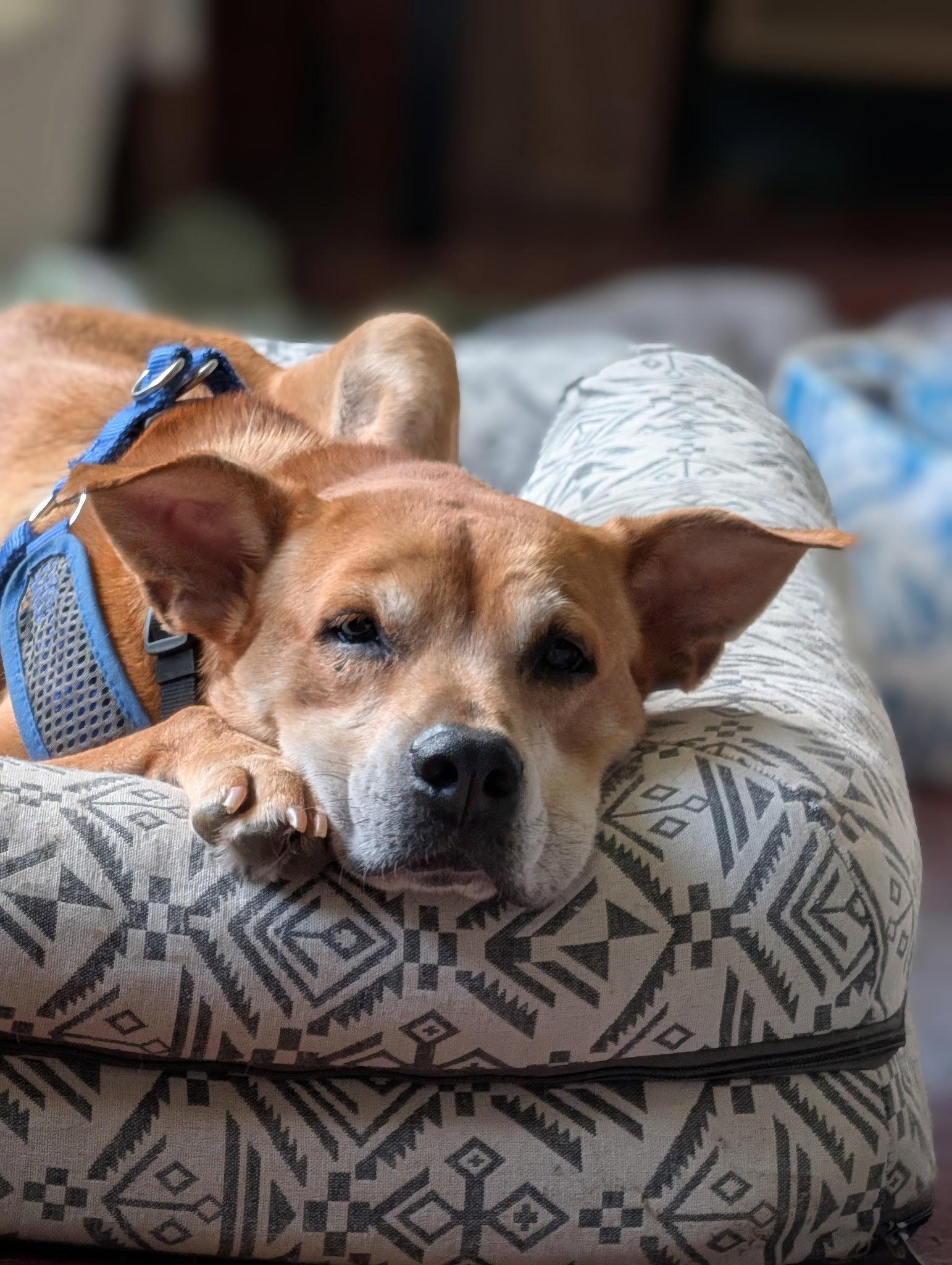 Pandora, Adoptable, Adult Female Rhodesian Ridgeback & Mountain Cur.