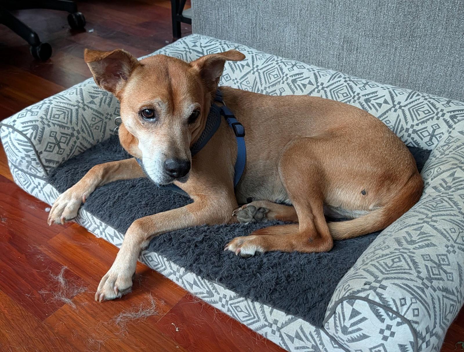 Enlarge Pandora, a Adoptable mixed breed in Holly Springs, NC image 2/3