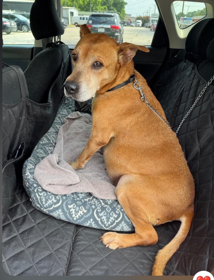 Enlarge Pandora, a Adoptable mixed breed in Holly Springs, NC image 3/3