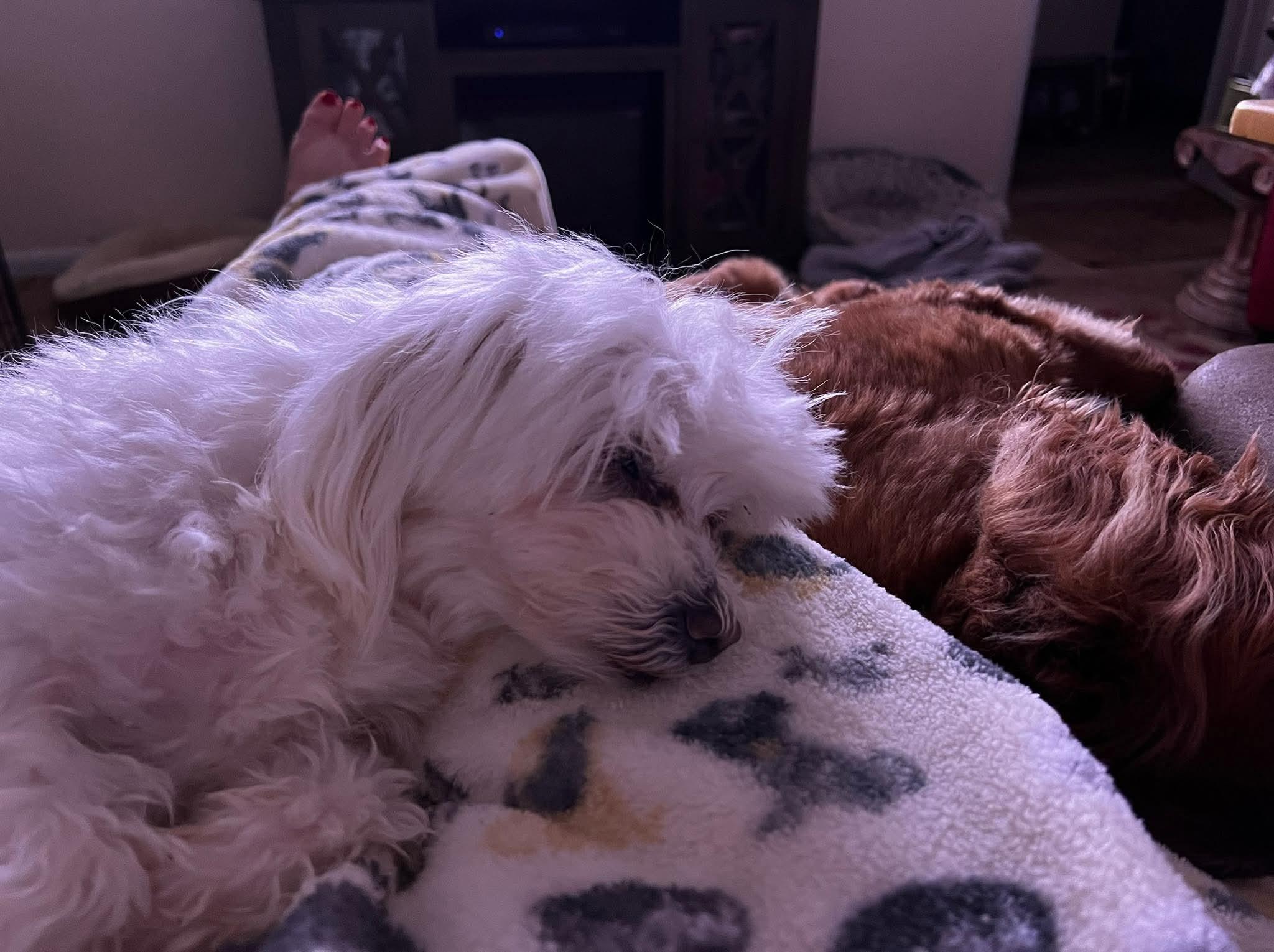 Enlarge Max, an adopted Maltese in Stockbridge, GA image 3/3