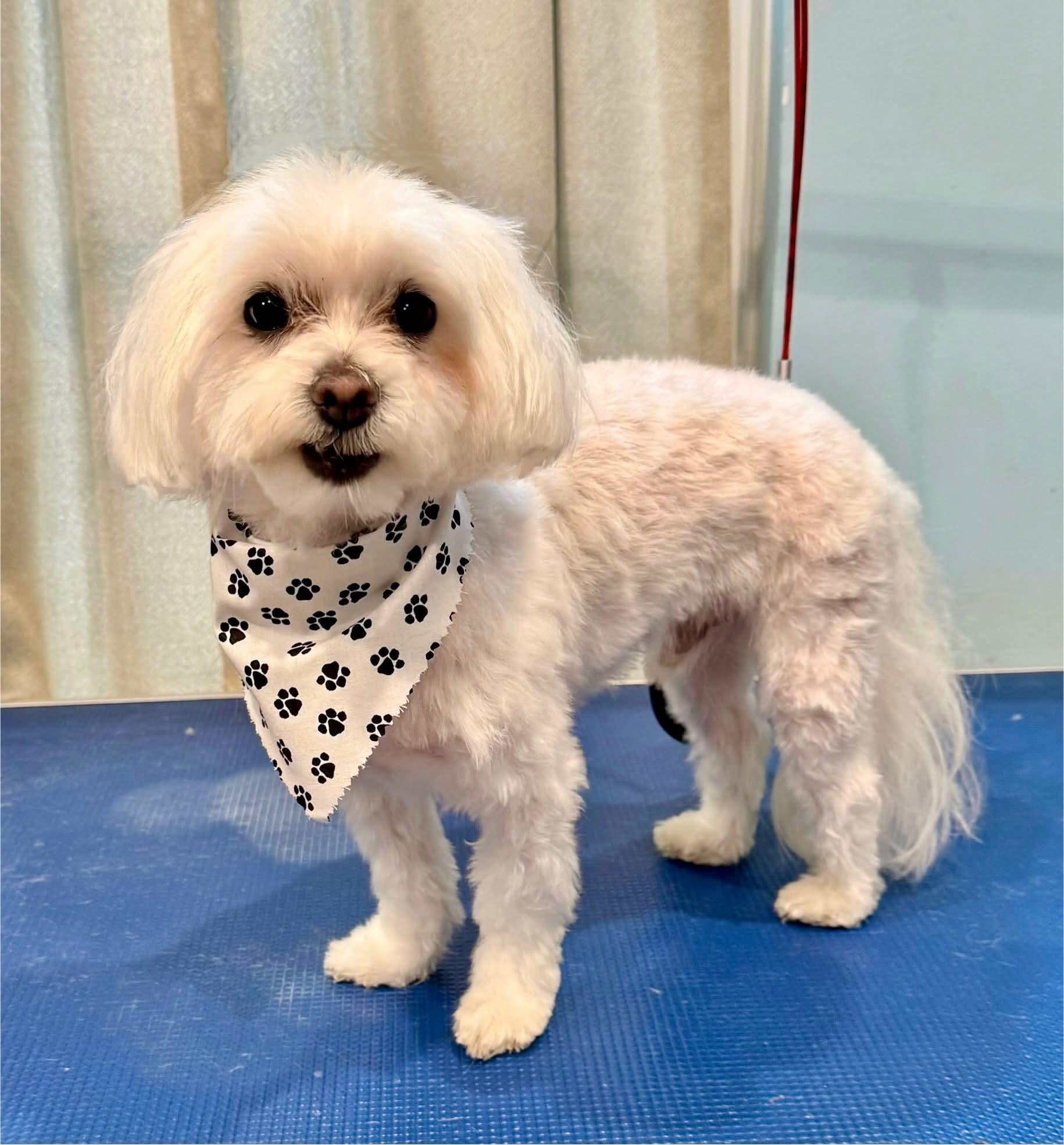 Enlarge Max, an adopted Maltese in Stockbridge, GA image 2/3