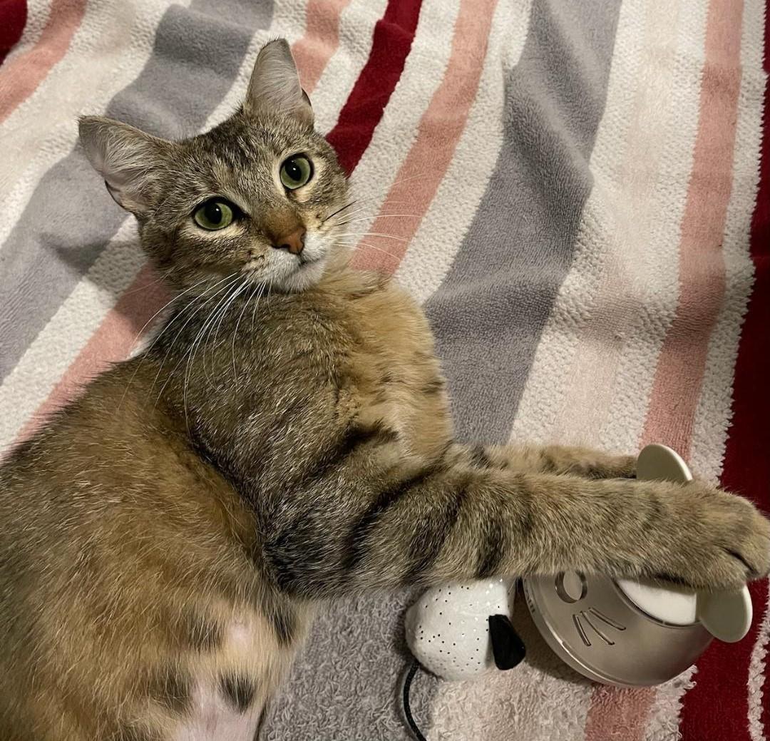 Annie, a Adoption Pending Domestic Short Hair in Terrell, TX image 4/5