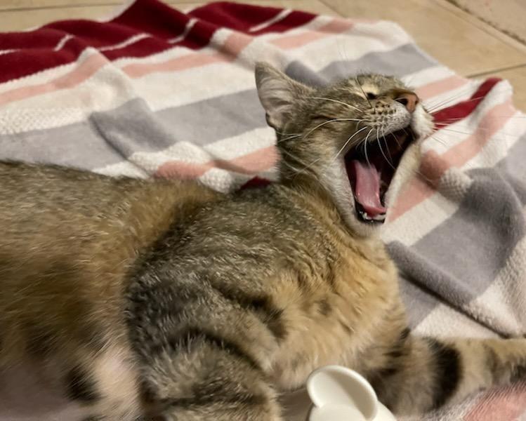 Annie, a Adoption Pending Domestic Short Hair in Terrell, TX image 5/5