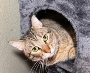 Annie, a Adoption Pending Domestic Short Hair in Terrell, TX image 3/5