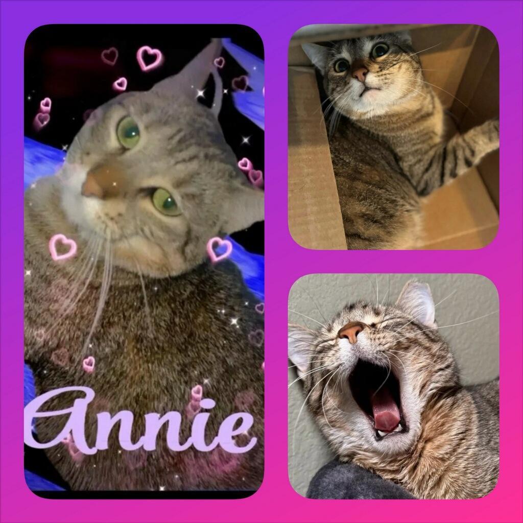 Annie, Adoptable, Adult Female Domestic Short Hair.