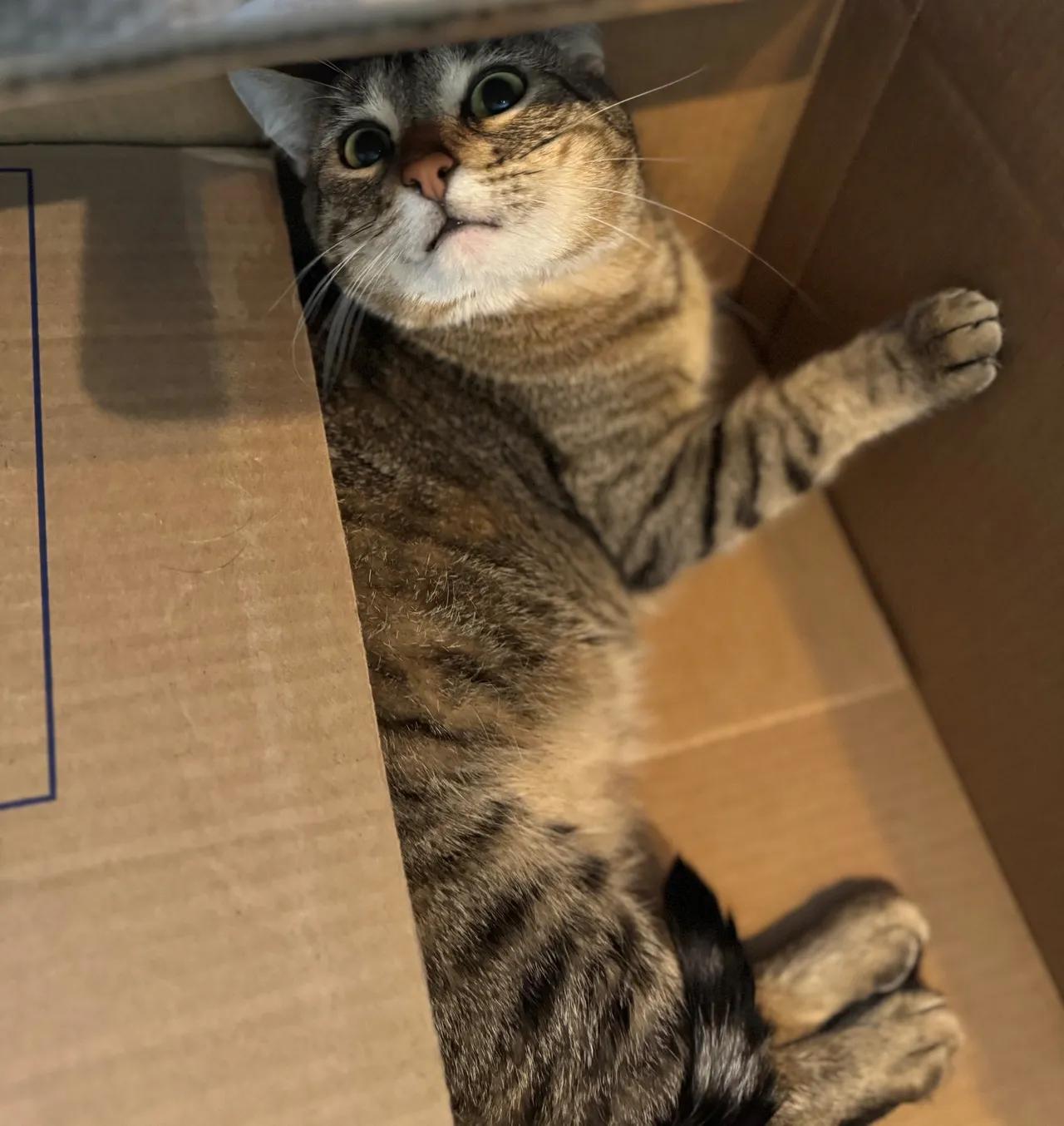 Annie, a Adoption Pending Domestic Short Hair in Terrell, TX image 2/5