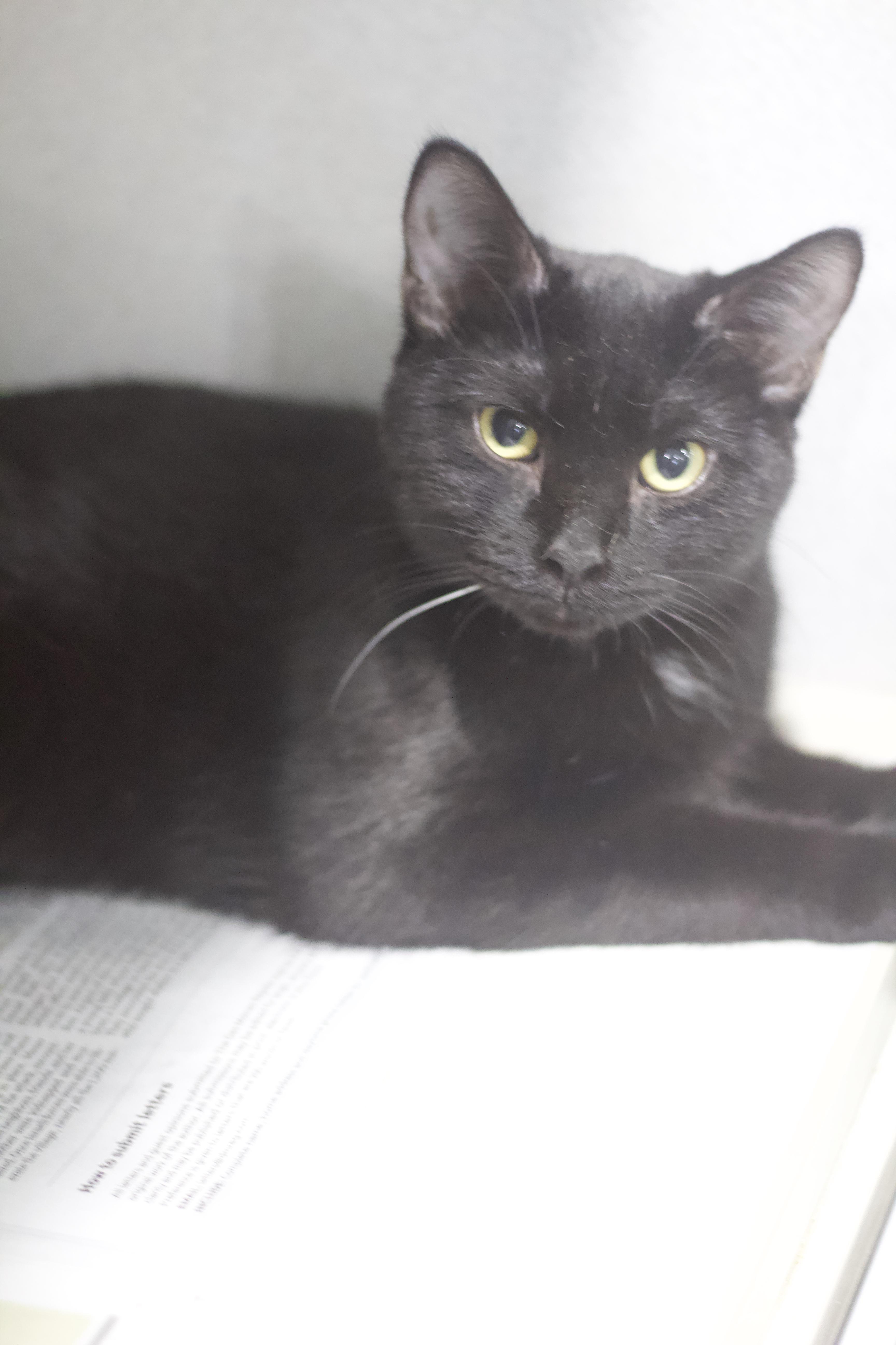 Marley, Adoptable, Adult Male Domestic Short Hair.