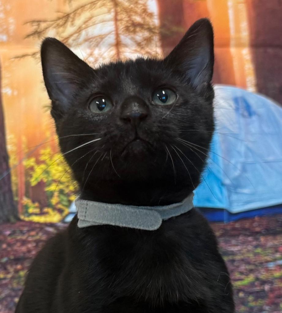 Shirley, Adoptable, Kitten Female Domestic Short Hair.