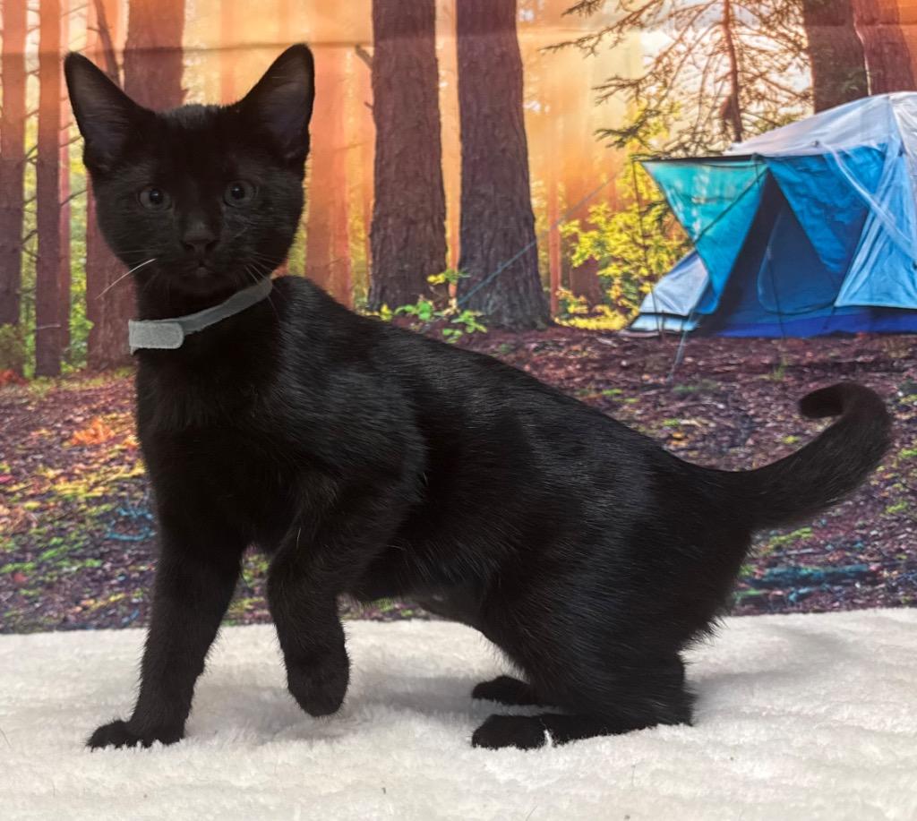 Enlarge Shirley, a Adoptable Domestic Short Hair in Amery, WI image 3/3
