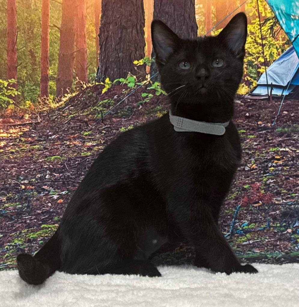 Enlarge Shirley, a Adoptable Domestic Short Hair in Amery, WI image 2/3
