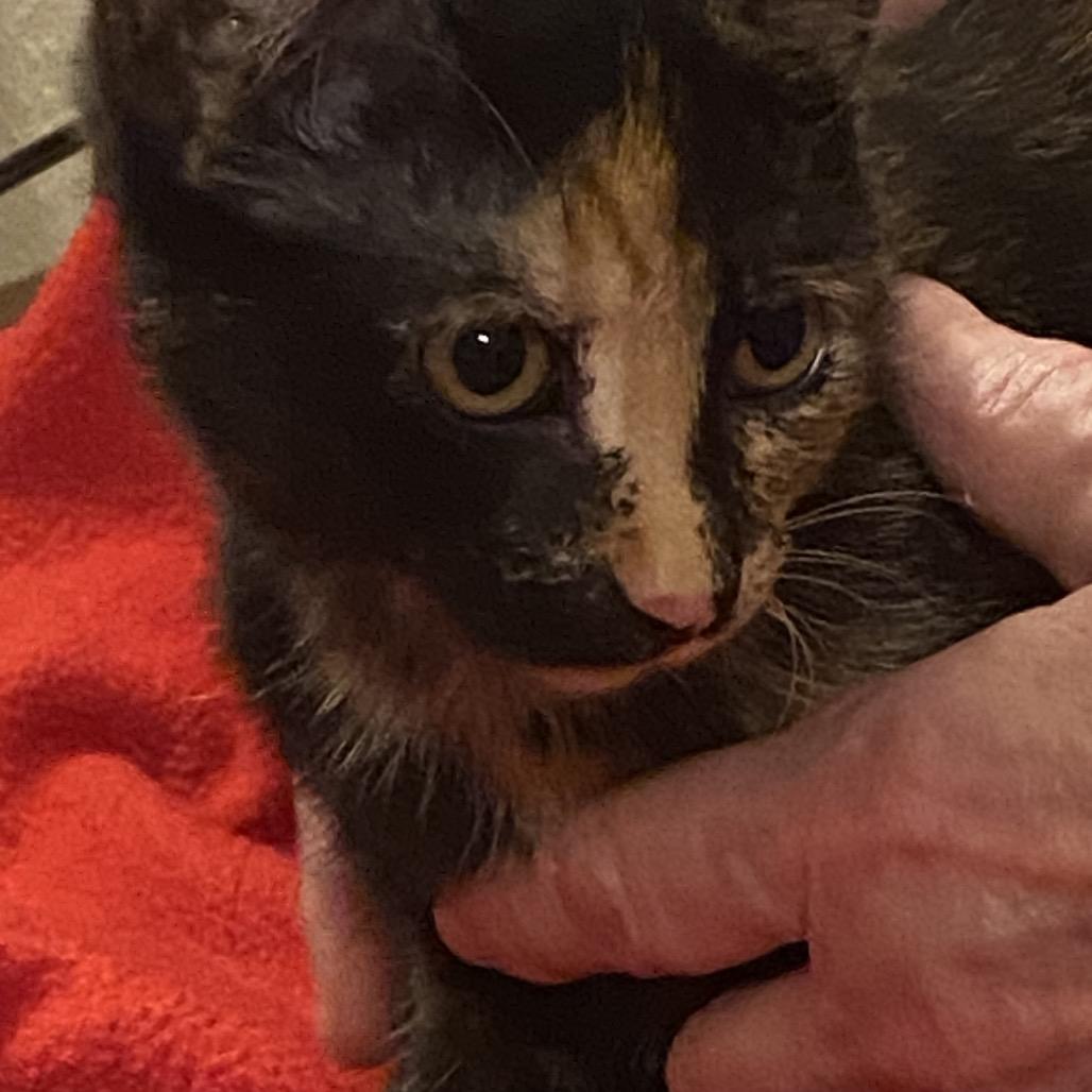 Moira, Adoptable, Young Female Domestic Short Hair.