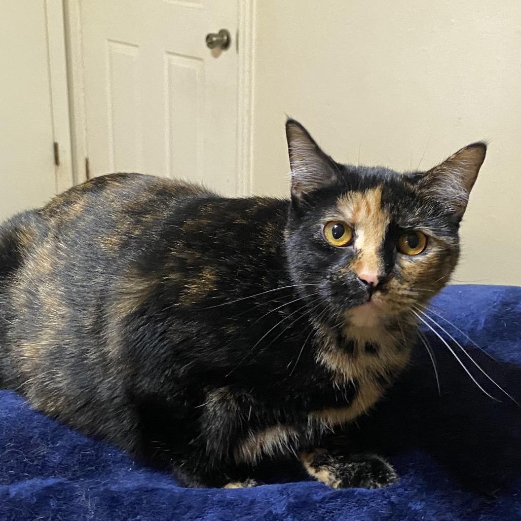Moira, a Adoptable Domestic Short Hair in Columbia, MO image 2/2