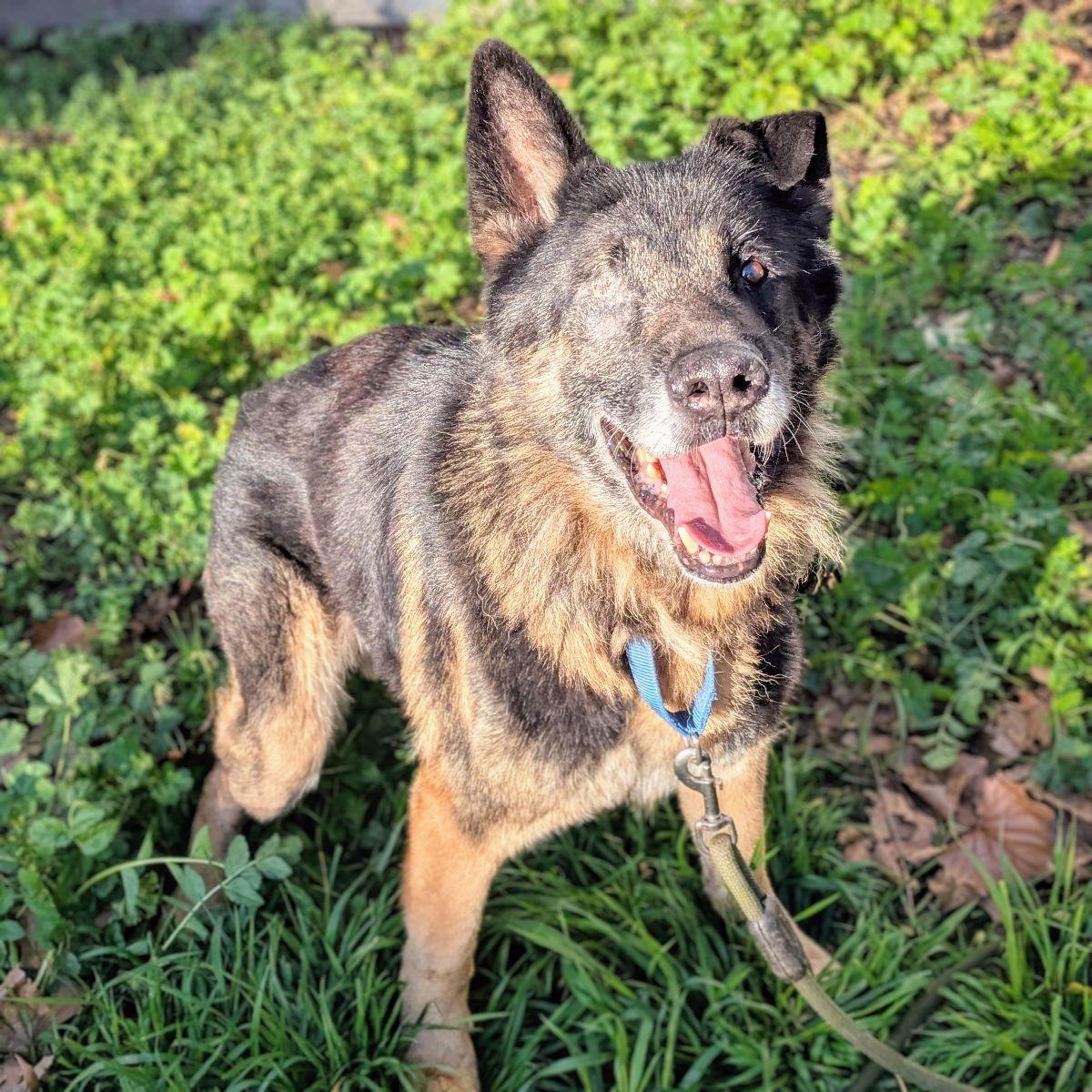 Riko, a Adoptable German Shepherd Dog in Oakland, CA image 1/3