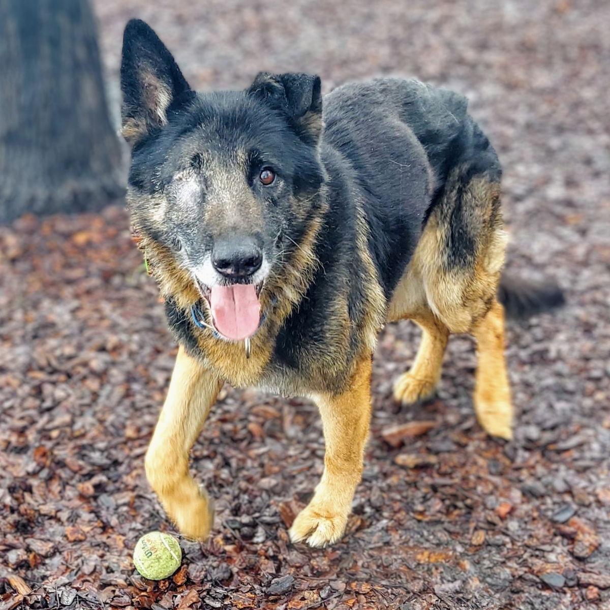 Riko, a Adoptable German Shepherd Dog in Oakland, CA image 3/3