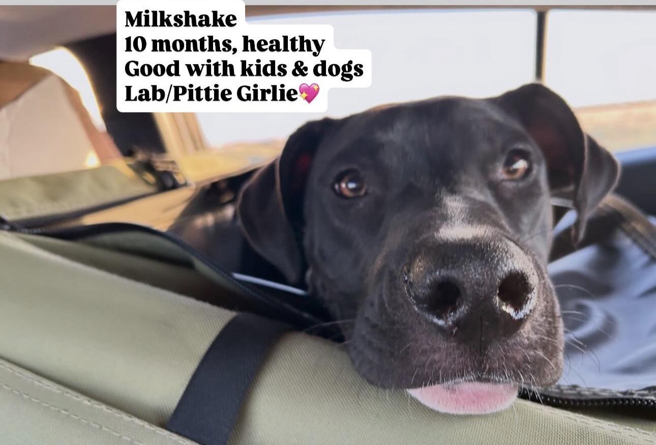 Milkshake, a ADOPTABLE mixed breed in Carlsbad, CA image 1/6