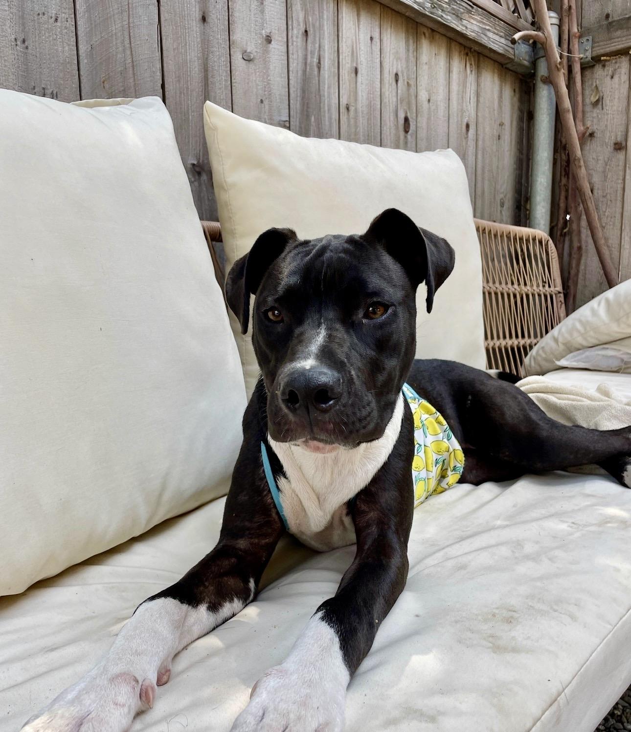 Milkshake, a ADOPTABLE mixed breed in Carlsbad, CA image 3/6