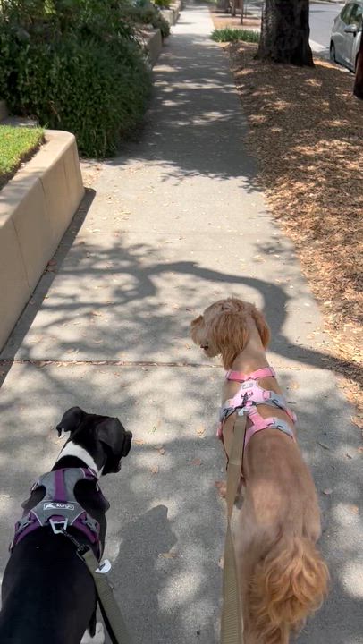 Enlarge Milkshake, a ADOPTABLE mixed breed in Carlsbad, CA video 6/6
