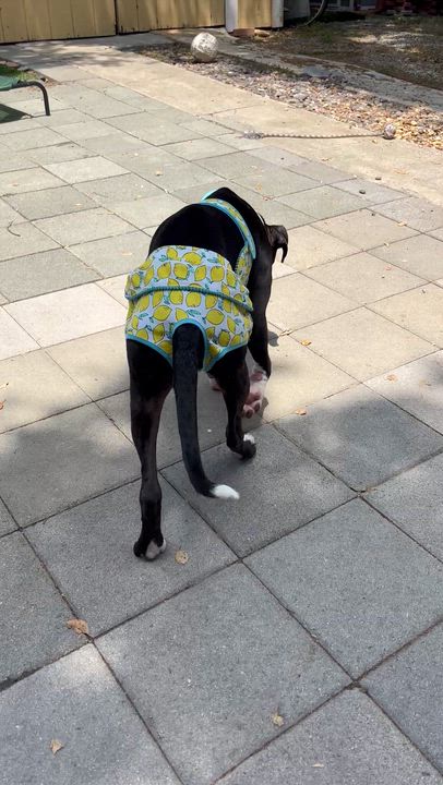 Enlarge Milkshake, a ADOPTABLE mixed breed in Carlsbad, CA video 4/6