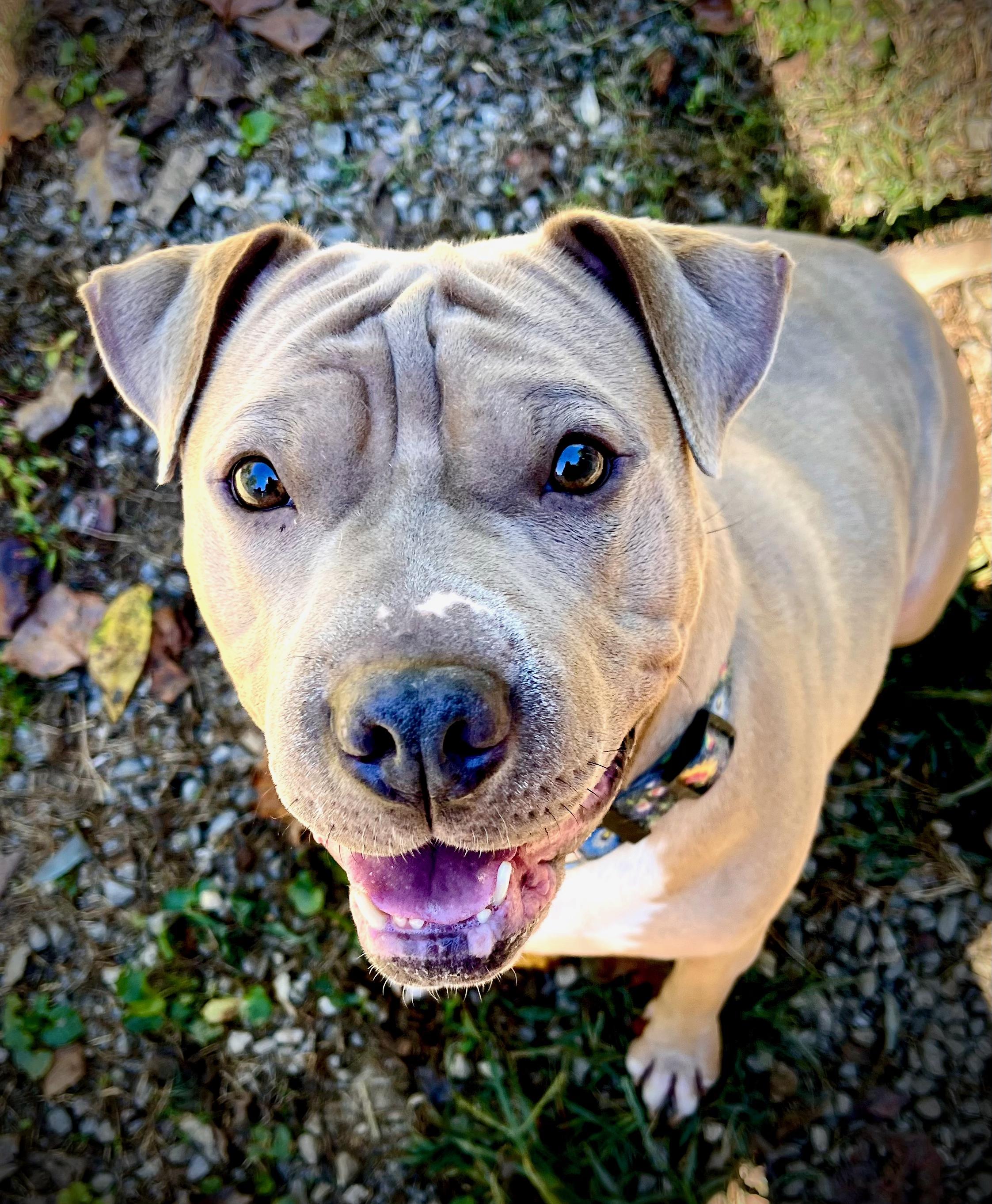 Enlarge London, a Adoptable American Bully in Powell, TN image 5/6