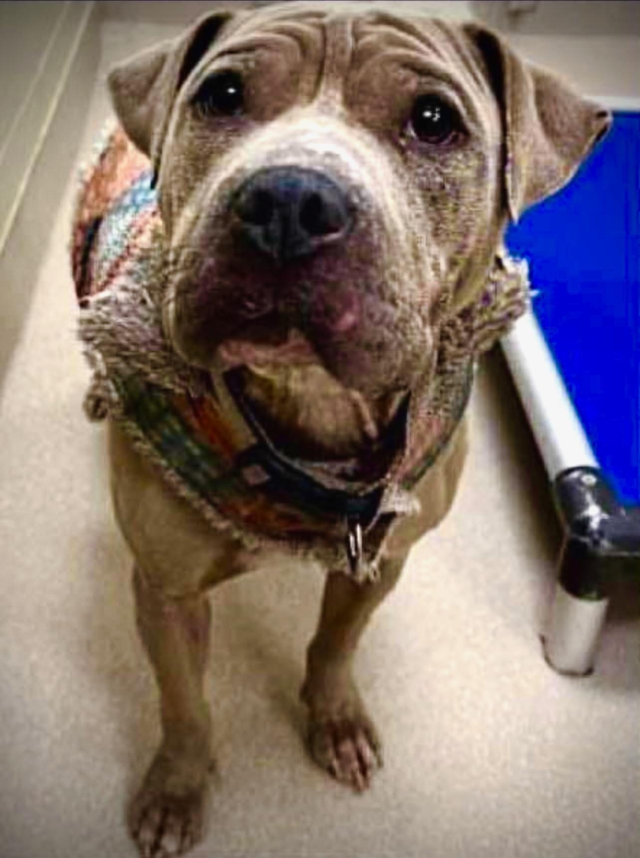 Enlarge London, a ADOPTABLE American Bully in Powell, TN image 2/2