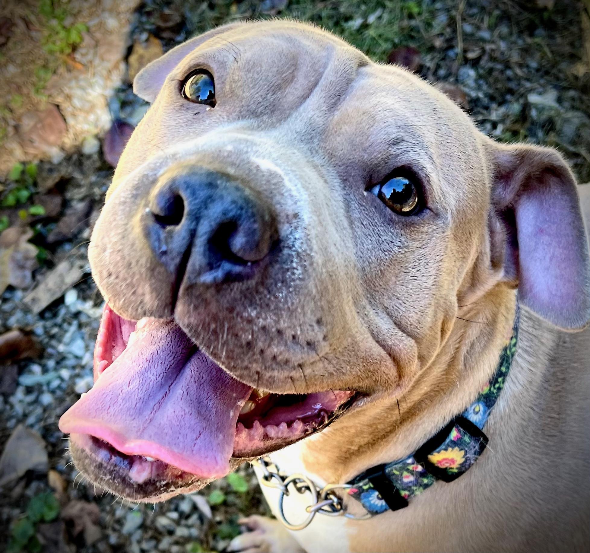 Enlarge London, a Adoptable American Bully in Powell, TN image 1/6